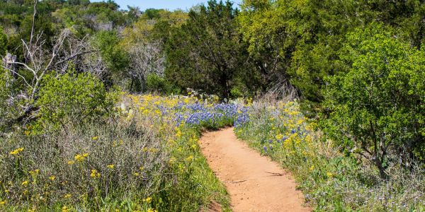 A dirt path winds through a lush, green meadow with wildflowers under a clear blue sky, reminiscent of the serene views near Elm Hollow Apartments.